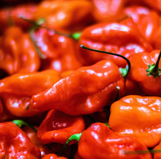 fresh red naga chillies