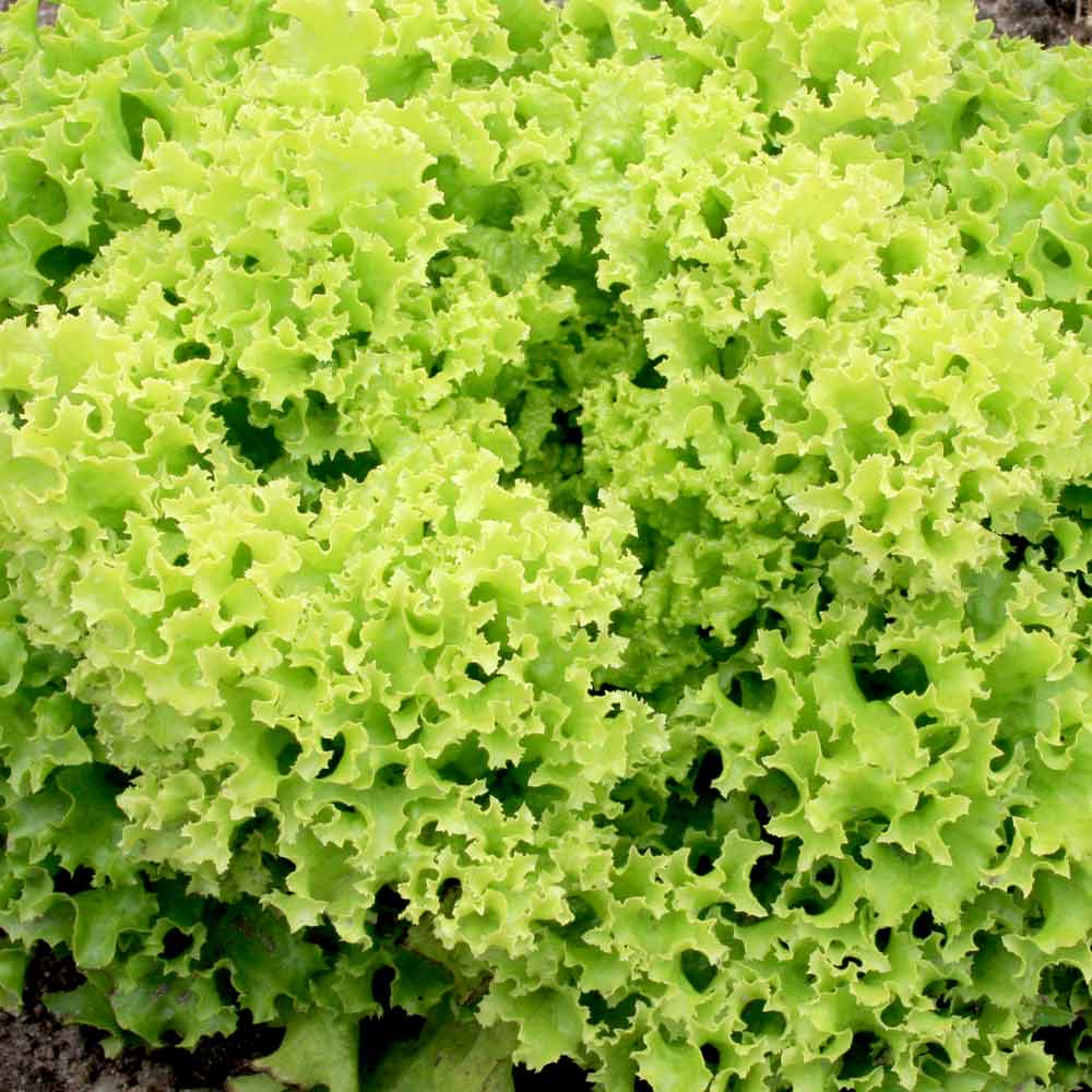 lollo blonde bionda lettuce